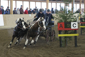 Der 15-jährige Otto Schmicker gewann wie schon in Alt-Sammit mit seinen Lewitzern die Ponykonkurrenz der Zweispänner von Göhren-Lebbin. Foto: Jutta Wego